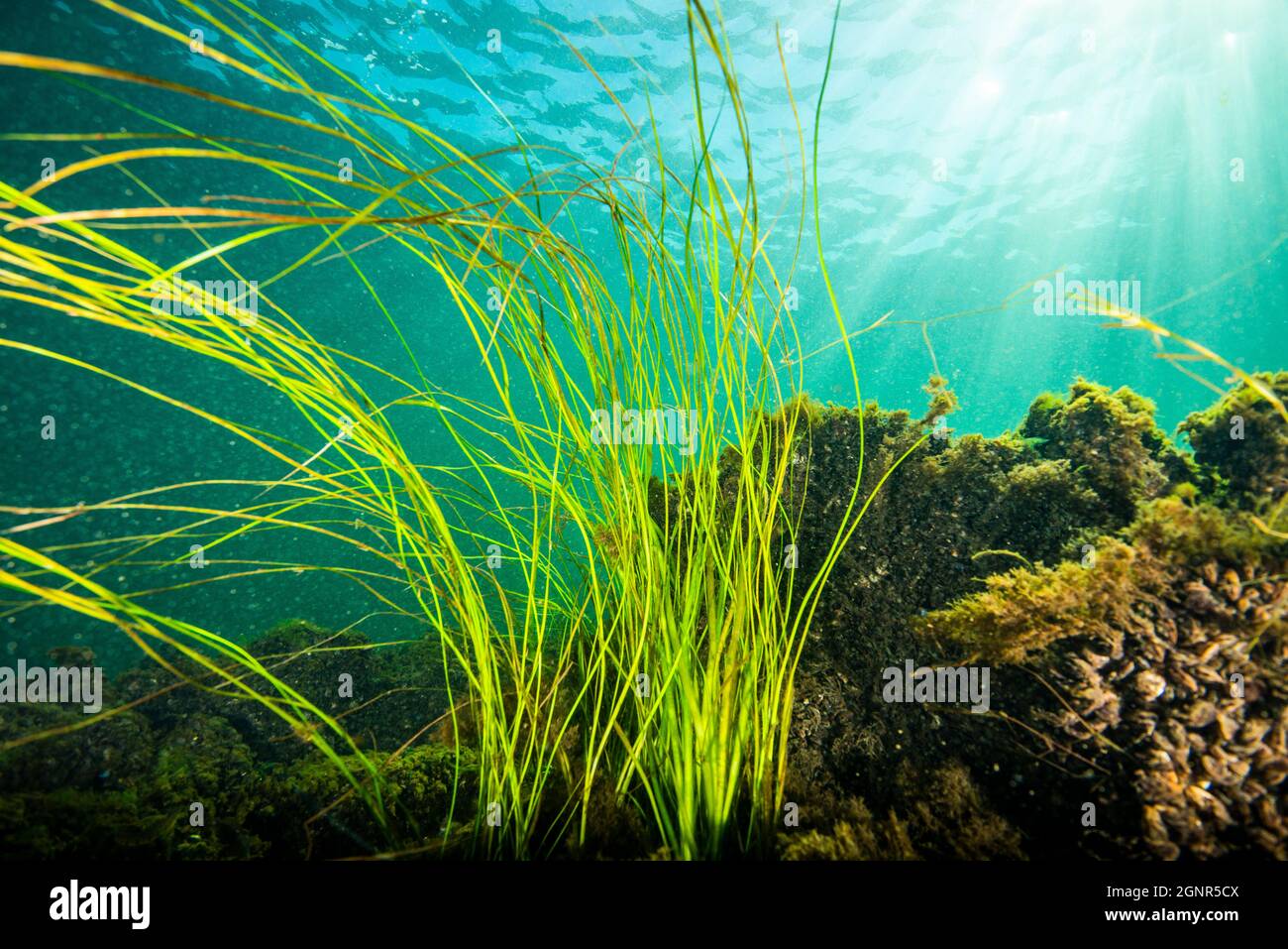 American Eel-grass underwater in the St. Lawrence River Stock Photo