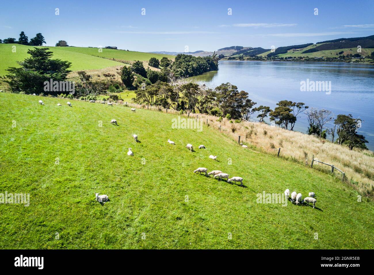 Aerial view of sheep grazing in New Zealand Stock Photo