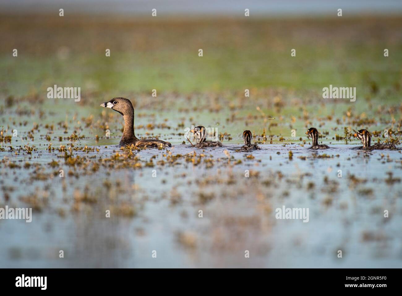Pied-billed Grebe mother and ducklings resting in the St. Lawrence River. Stock Photo