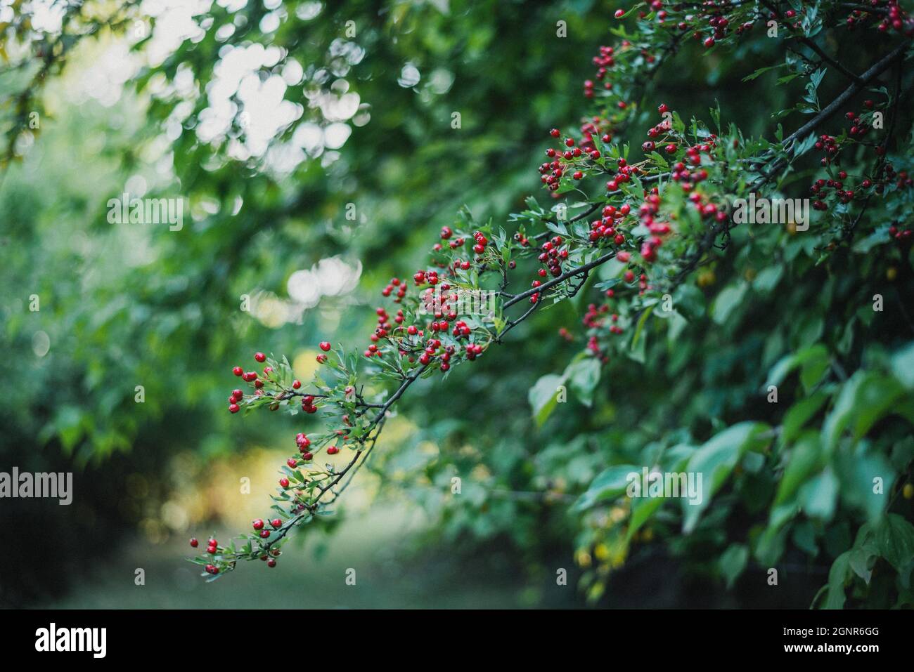 Closeup of the branch with red berries. Aronia arbutifolia. Stock Photo