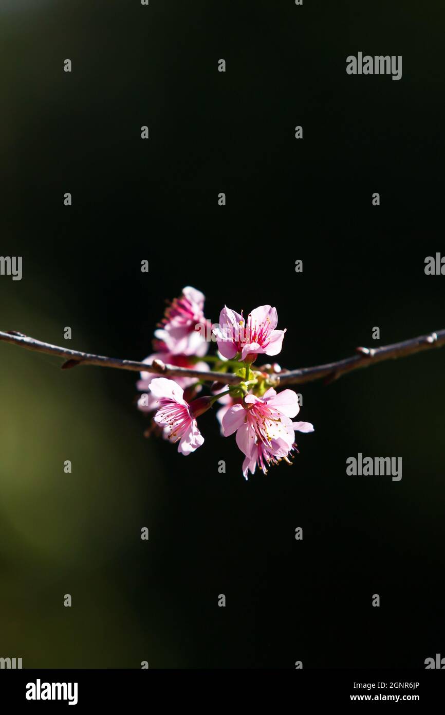 Blooming peach cherry flowers on the trees branches, shadow blurred in the background. Japanese apricot or Chinese plum. Spring blossom. Close-up. Stock Photo