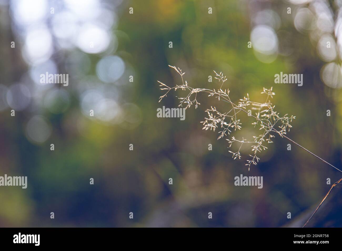 Agrostis canina or the velvety bentgrass isolated on a bokeh background Stock Photo