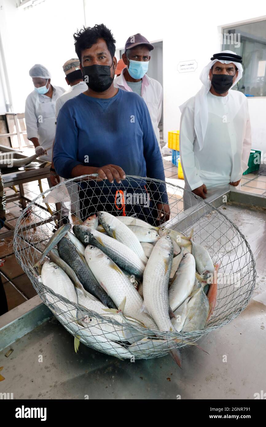 Fresh fish on sale at fish market. United Arab Emirates Stock Photo Alamy