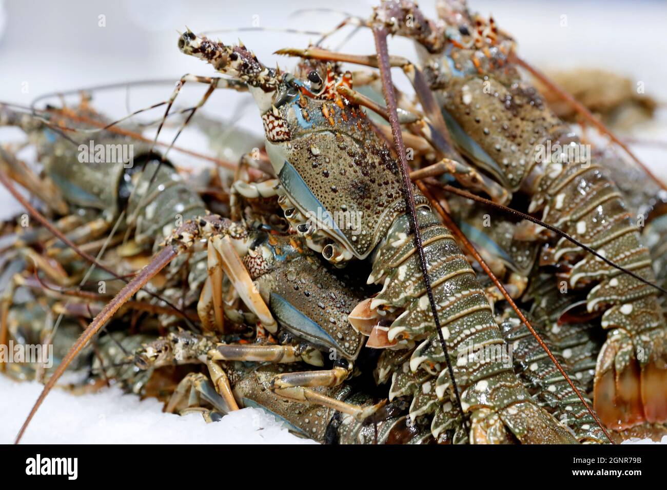 Fresh lobsters on sale at the Dubai Fish market. United Arab Emirates Stock Photo Alamy