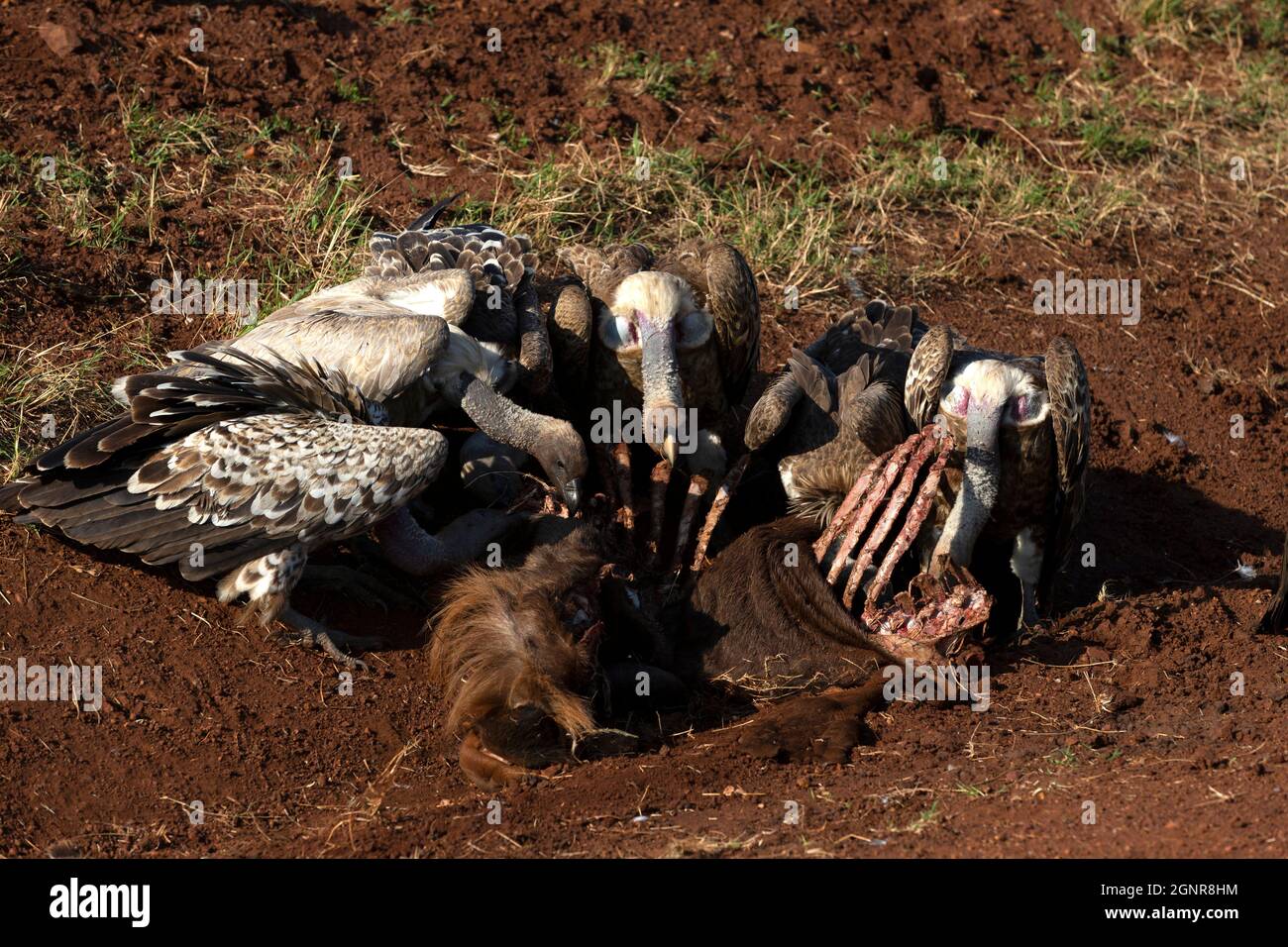 White-backed vultures eating  (Gyps africanus). Masai Mara National Park. Kenya. Stock Photo