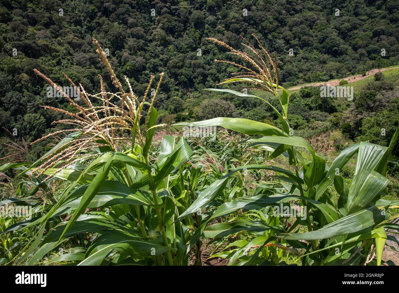 Maize crops in Intag valley, Ecuador. Stock Photo