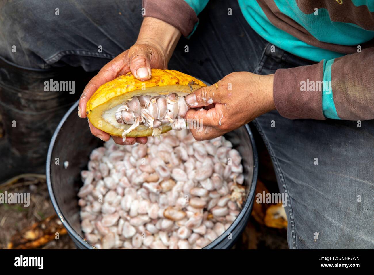 Cocoa farmers breaking a cocoa pod on a plantation in Intag valley