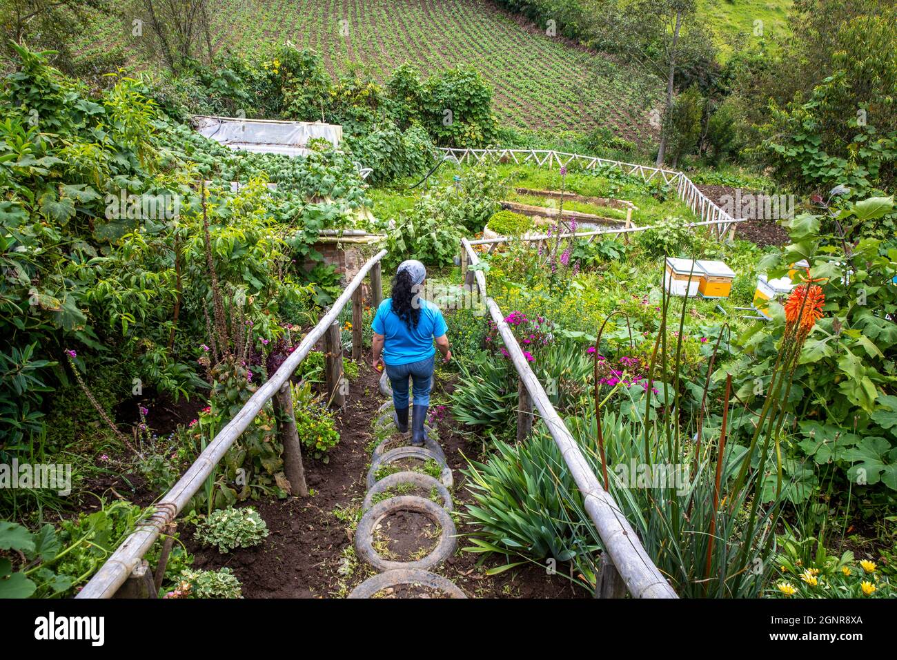 Organic farmer in Carchi, Ecuador. Client of Banco Desarrollo microfinance institution. Stock Photo