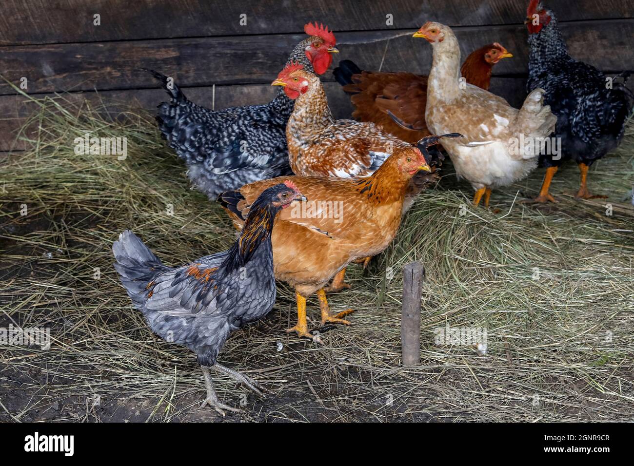 Chickens in a farm in San Martin Bajo, Ecuador Stock Photo - Alamy
