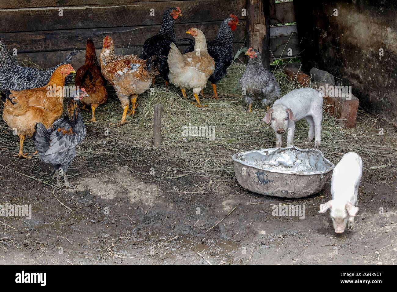 Cattle in a farm in San Martin Bajo, Ecuador Stock Photo - Alamy
