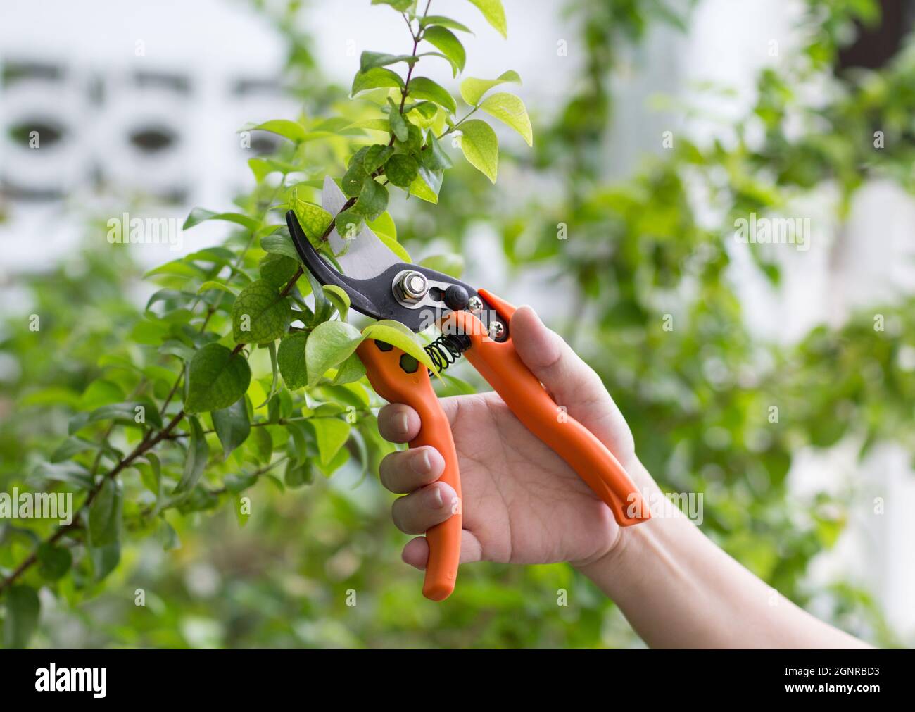Close up of hand trimming plants with pruning shears in garden Stock Photo