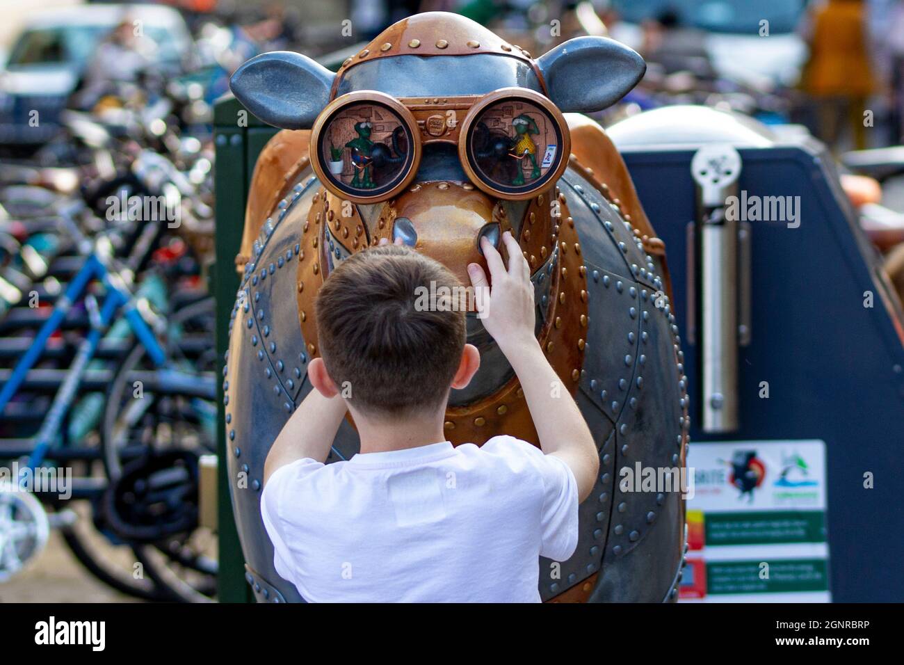 A boy gets up close to one of the cow sculptures from the Cows about Cambridge culture trail Stock Photo