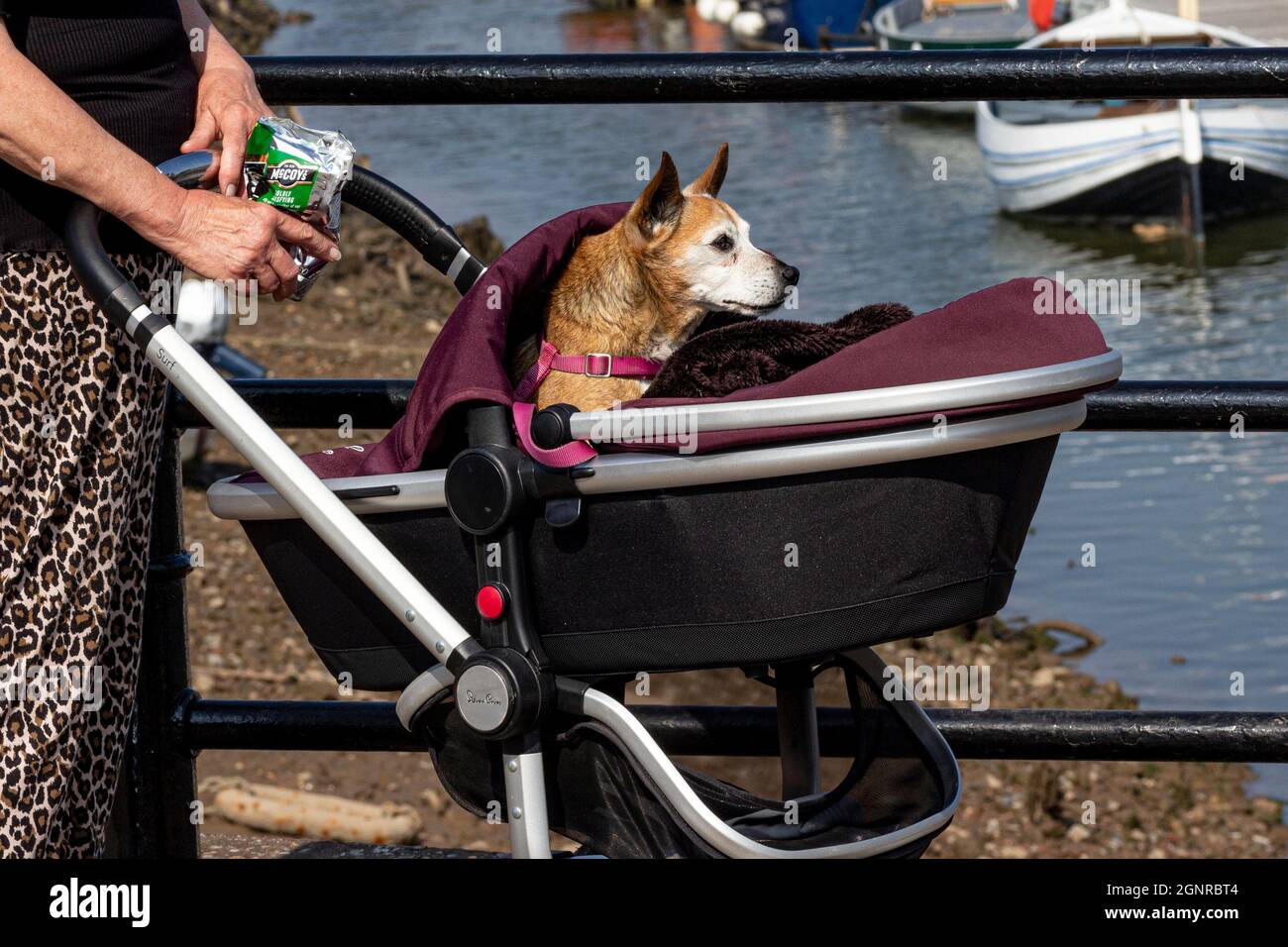 Dog in a pram, by the harbour at WellsnexttheSea Stock Photo Alamy