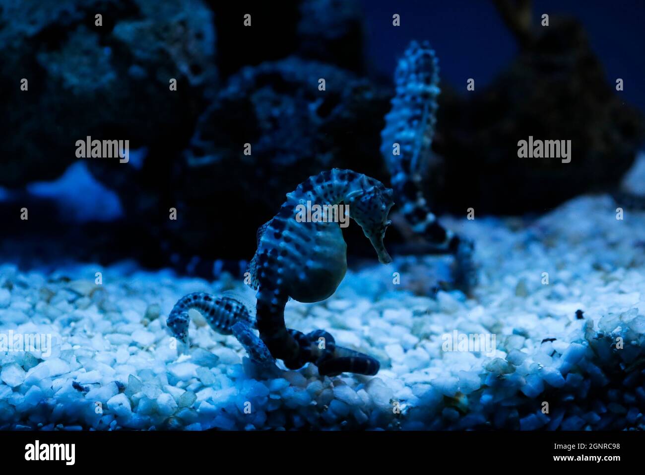Aquarium of Genoa.  Long-snouted seahorse (Hippocampus guttulatus) swims in blue water.  Italy. Stock Photo