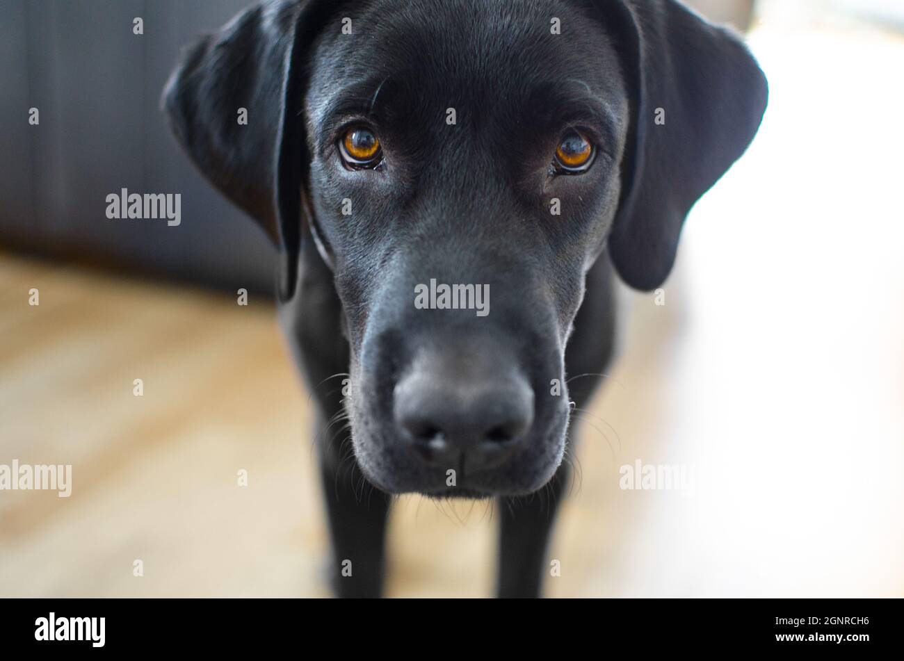 Black lab sale head