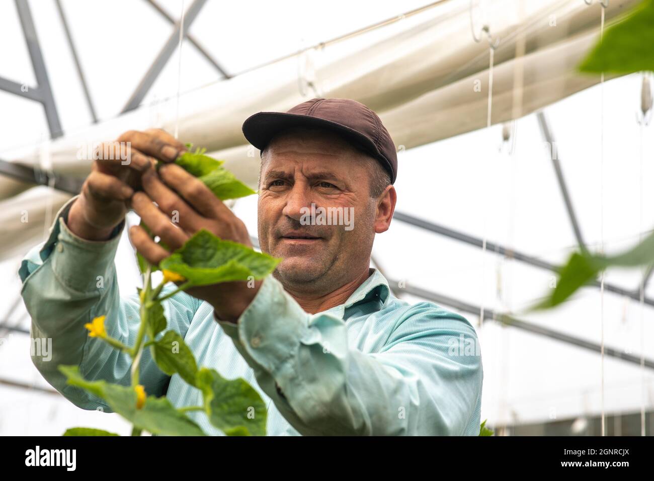 Worker in a greenhouse in Boscana, Moldova Stock Photo
