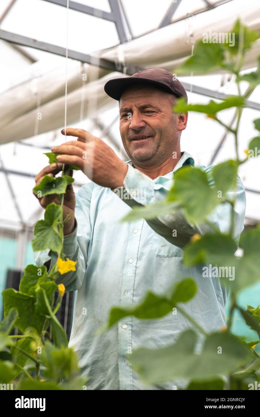 Worker in a greenhouse in Boscana, Moldova Stock Photo