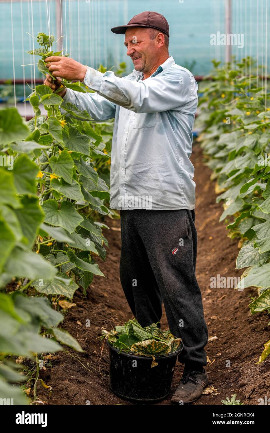 Worker in a greenhouse in Boscana, Moldova Stock Photo