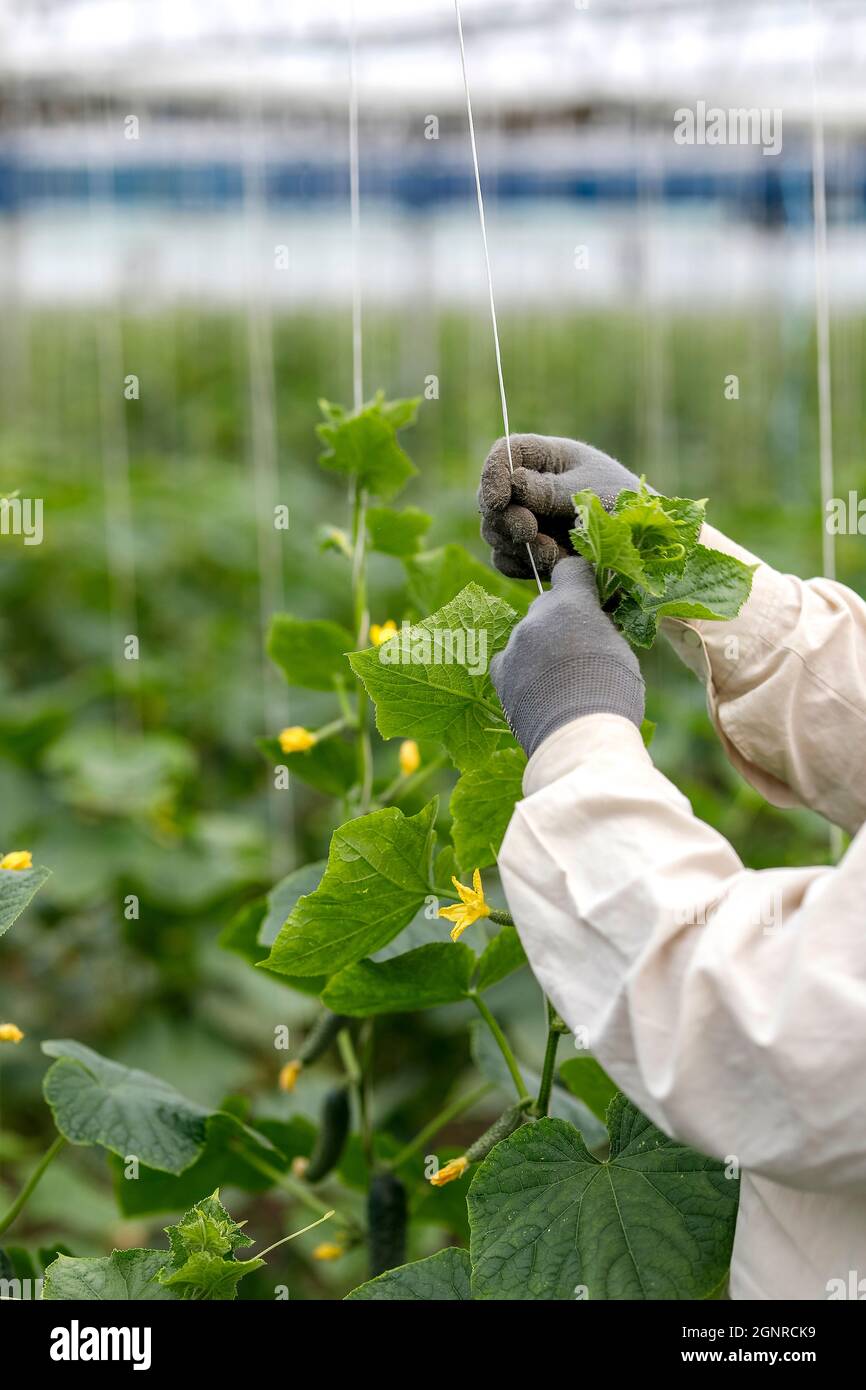 Worker in a greenhouse in Boscana, Moldova Stock Photo