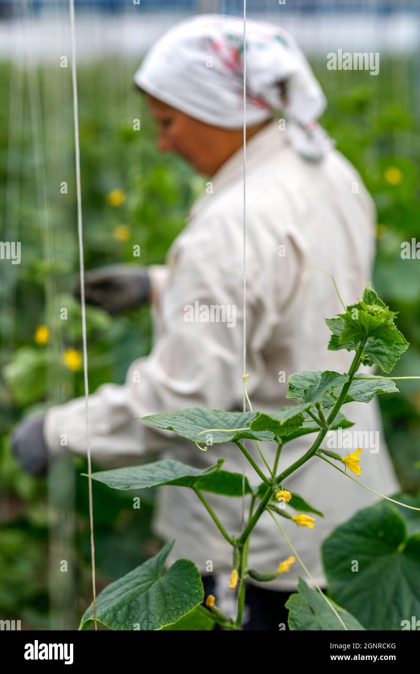 Worker in a greenhouse in Boscana, Moldova Stock Photo