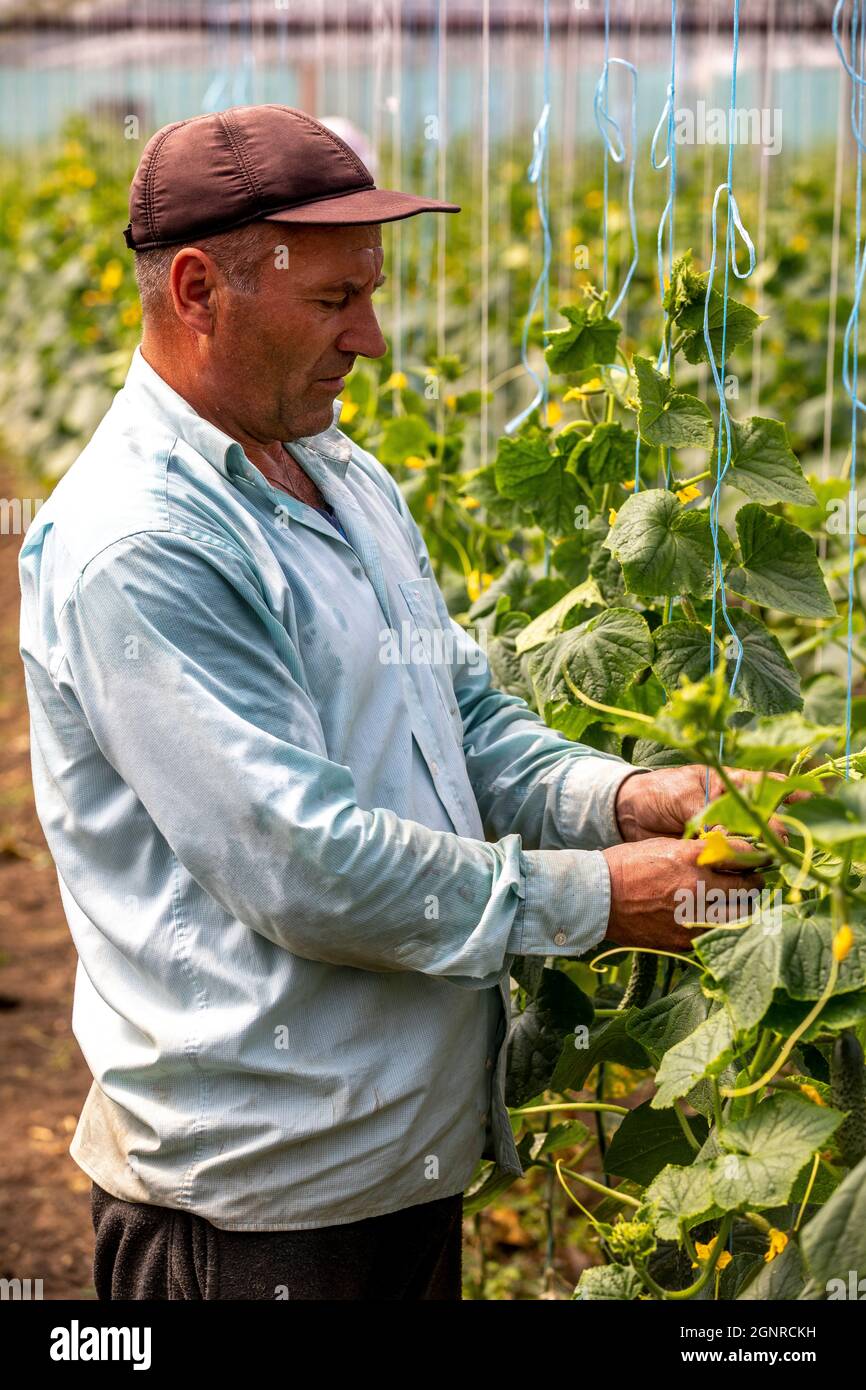 Worker in a greenhouse in Boscana, Moldova Stock Photo