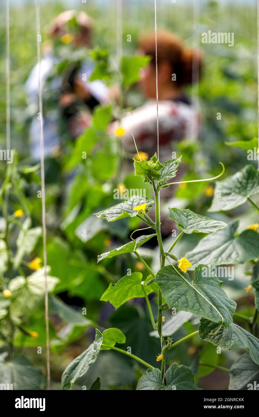 Workers in a greenhouse in Boscana, Moldova Stock Photo