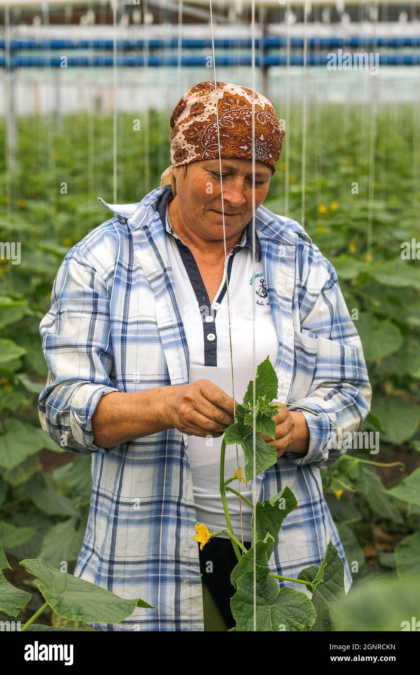 Worker in a greenhouse in Boscana, Moldova Stock Photo