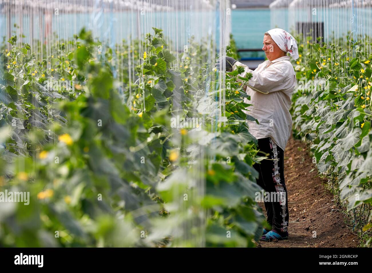 Worker in a greenhouse in Boscana, Moldova Stock Photo