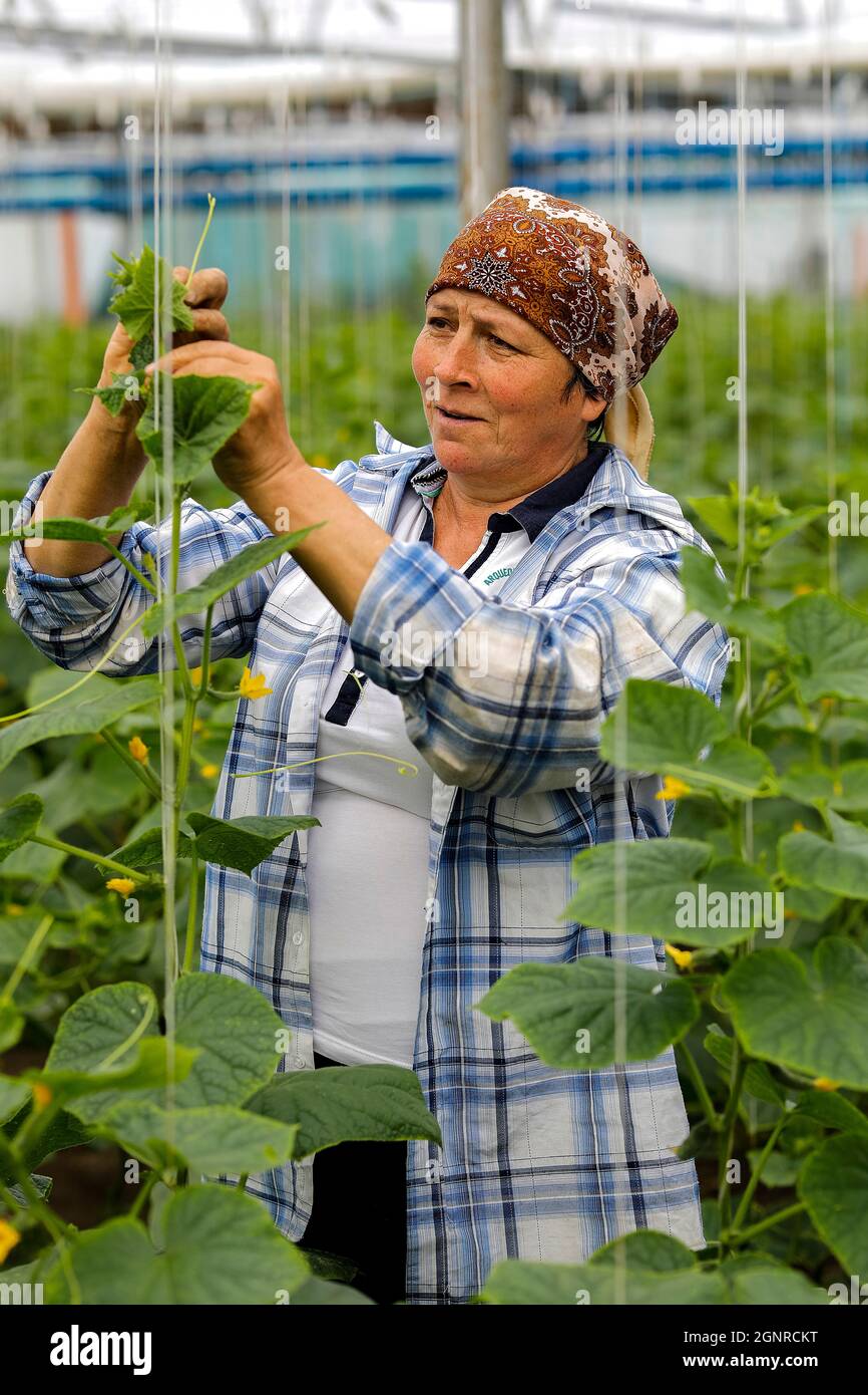 Worker in a greenhouse in Boscana, Moldova Stock Photo