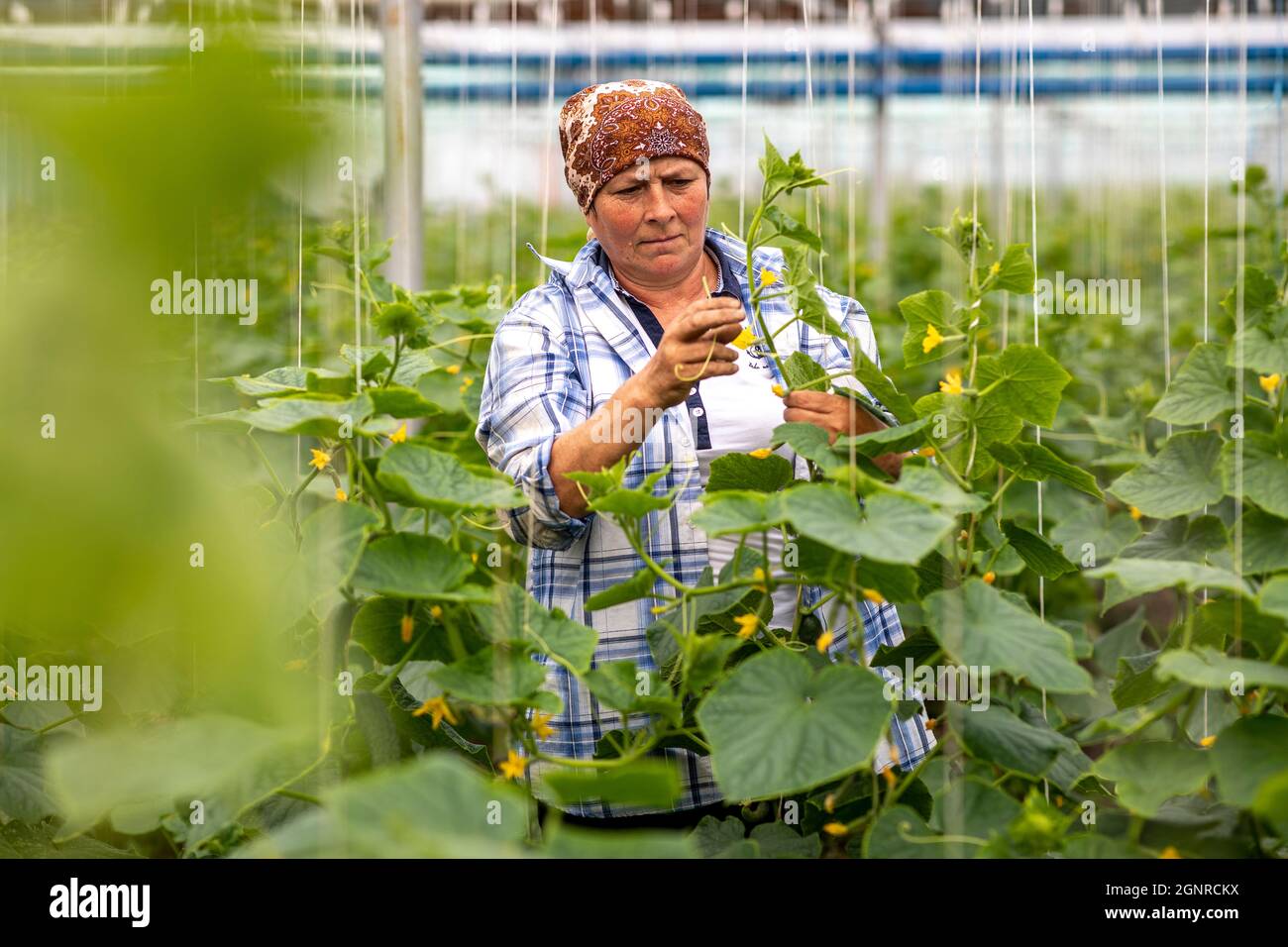 Worker in a greenhouse in Boscana, Moldova Stock Photo