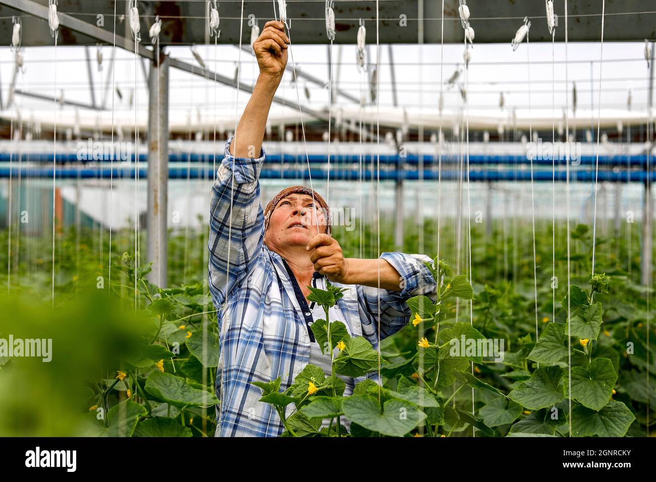 Worker in a greenhouse in Boscana, Moldova Stock Photo