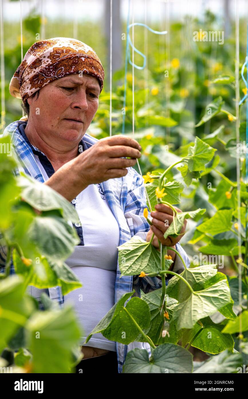 Worker in a greenhouse in Boscana, Moldova Stock Photo