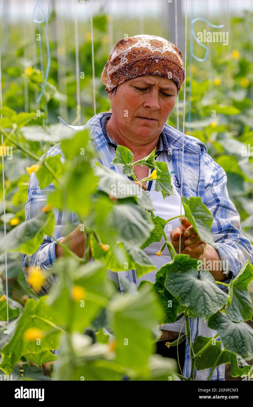 Worker in a greenhouse in Boscana, Moldova Stock Photo