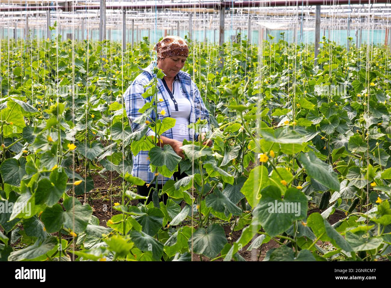Worker in a greenhouse in Boscana, Moldova Stock Photo
