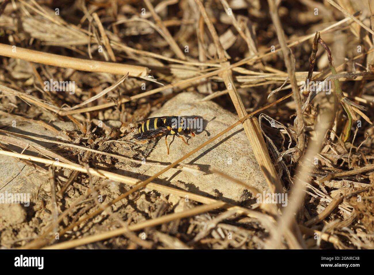 Closeup on the small but colorful wasp, Celonites abbreviatus si Stock Photo