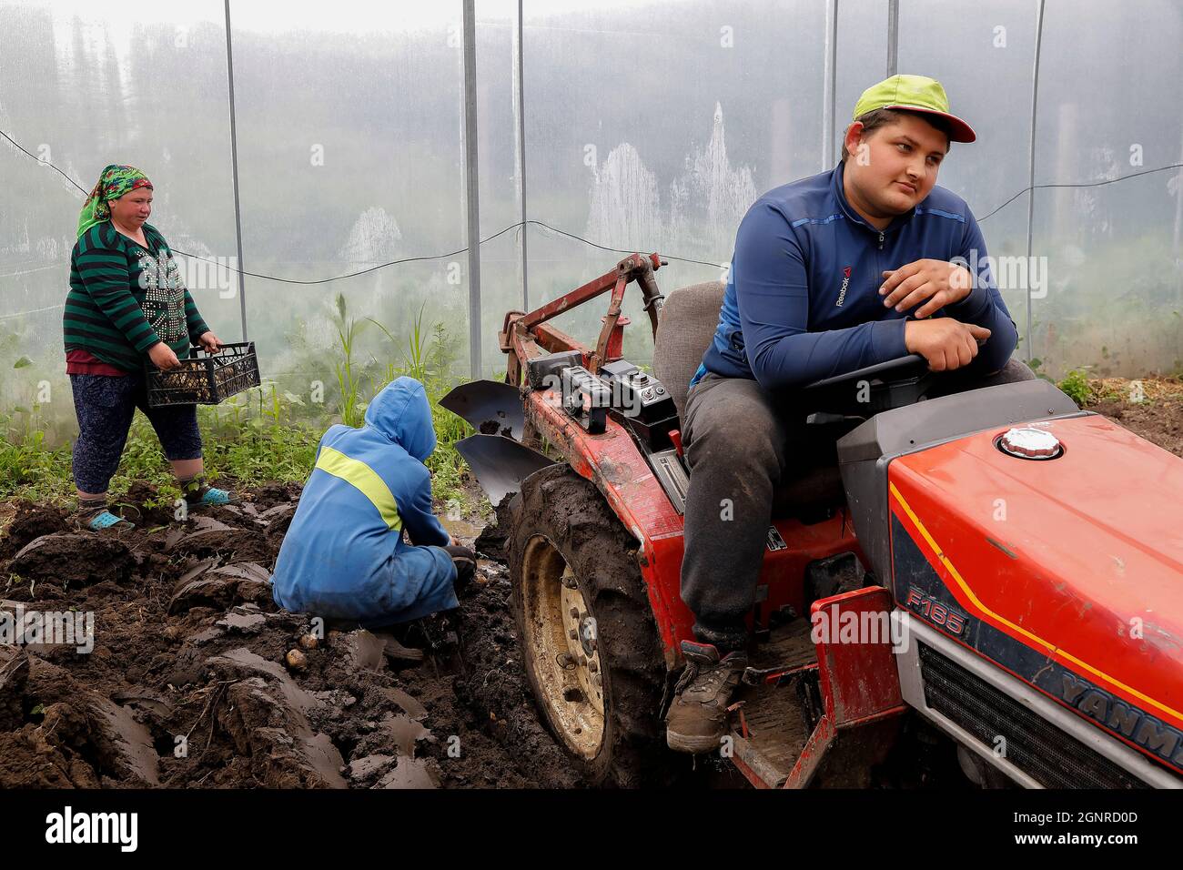 Agricultural workers picking vegetables in a greenhouse in Telemeuti, Moldova Stock Photo