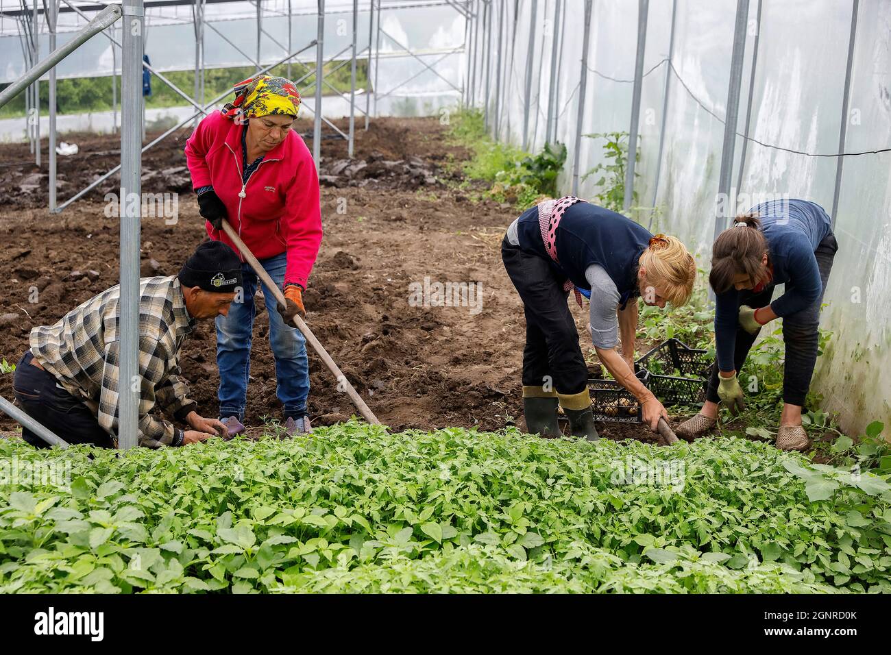 Agricultural laborers working in a greenhouse in Telemeuti, Moldova Stock Photo