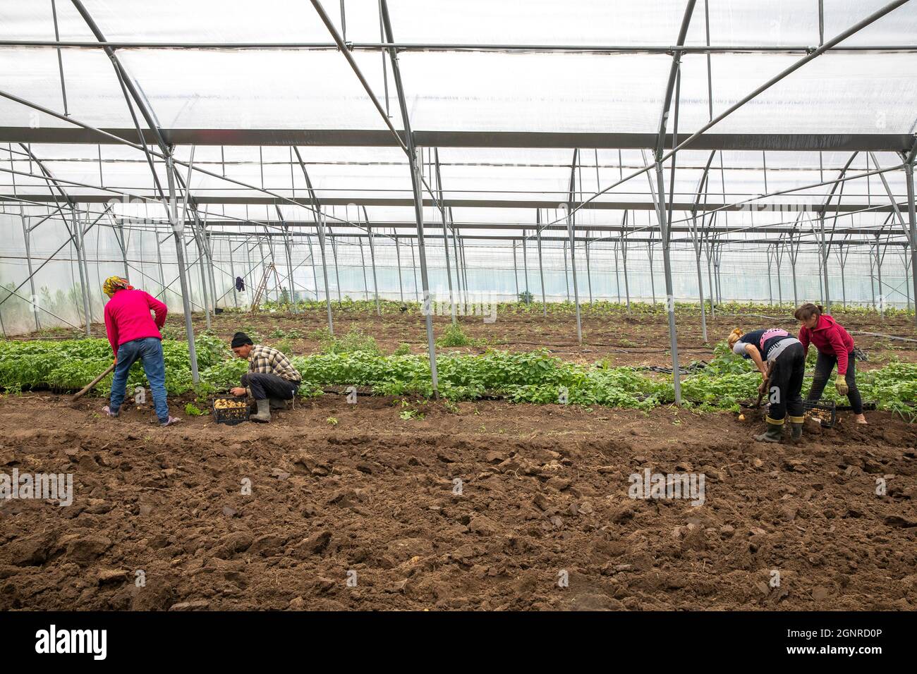 Agricultural laborers working in a greenhouse in Telemeuti, Moldova Stock Photo
