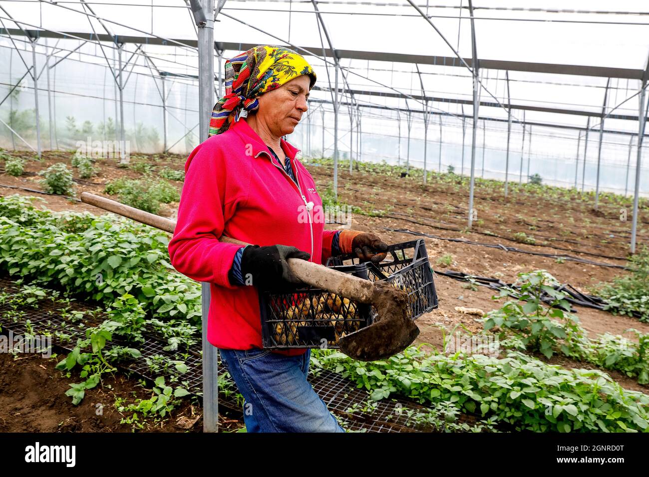 Agricultural laborers working in a greenhouse in Telemeuti, Moldova Stock Photo