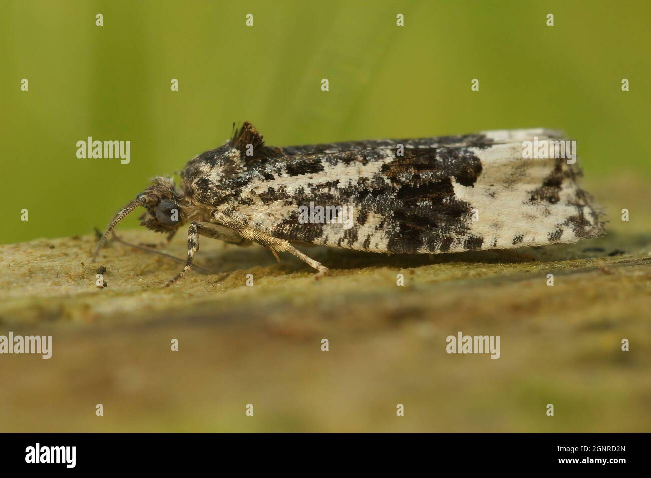 Closeup on the white shouldered marble moth, Apotomis turbidana Stock Photo
