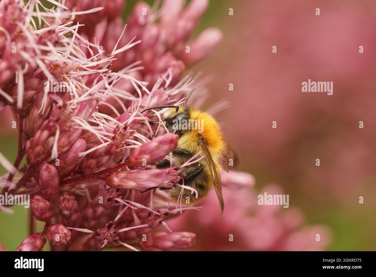 Colorful closeup of a worker common carder bee, Bombus pascuorum Stock Photo
