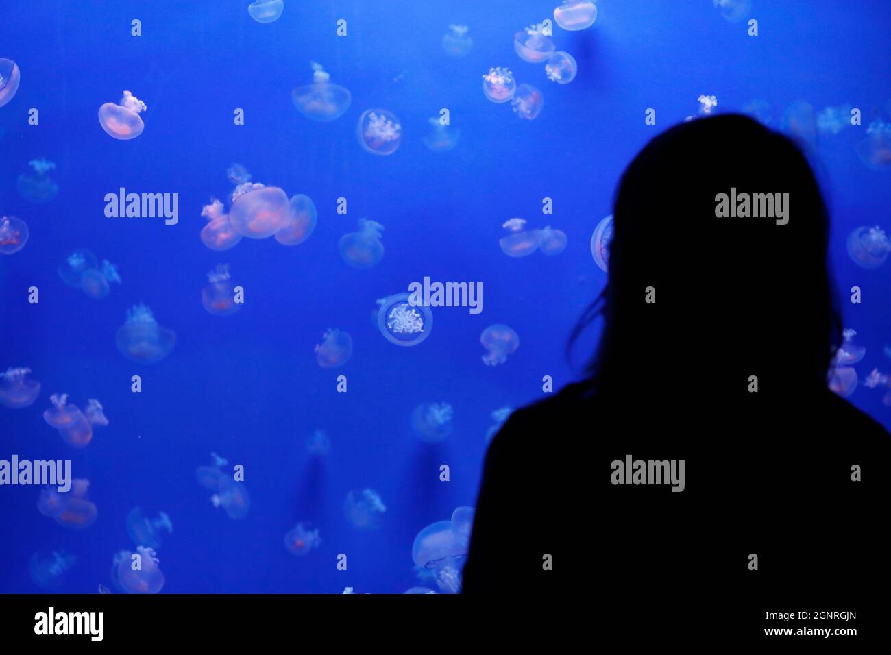 Aquarium of Genoa. Silhouette of a woman watching beautiful jellyfish in the neon light in aquarium.  Italy. Stock Photo