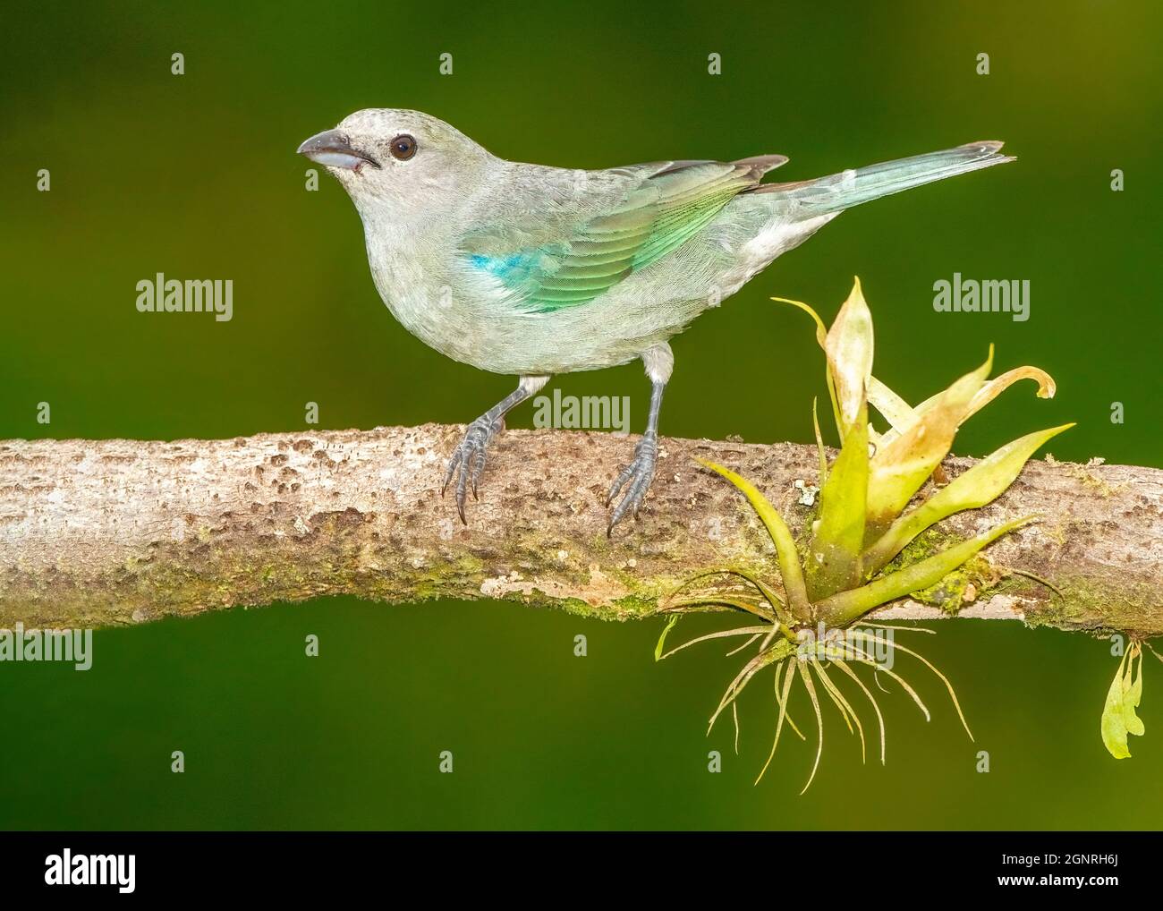 Blue-grey Tanager (Thraupis episcopus) perched on a branch in a Costa Rican rainforest. Stock Photo