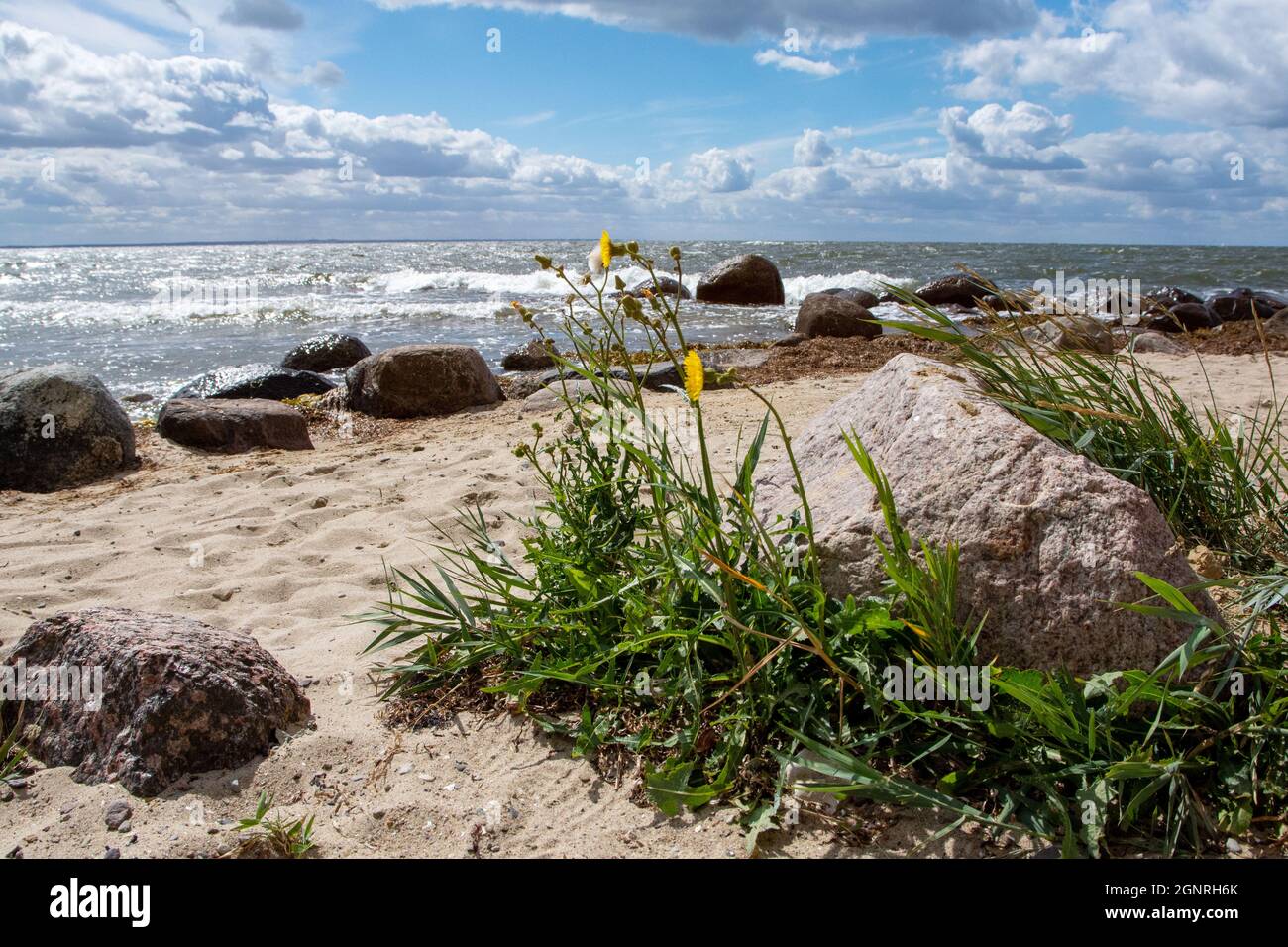 Close up yellow flower on the beach of the Baltic Sea with boulders and view of the sea Stock Photo