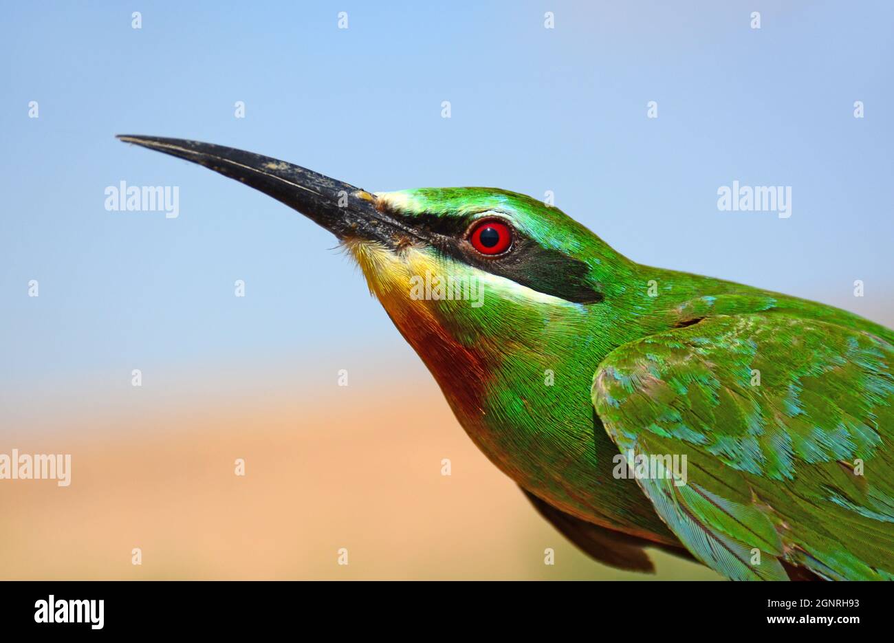 blue-cheeked bee-eater, Merops persicus - portrait Stock Photo