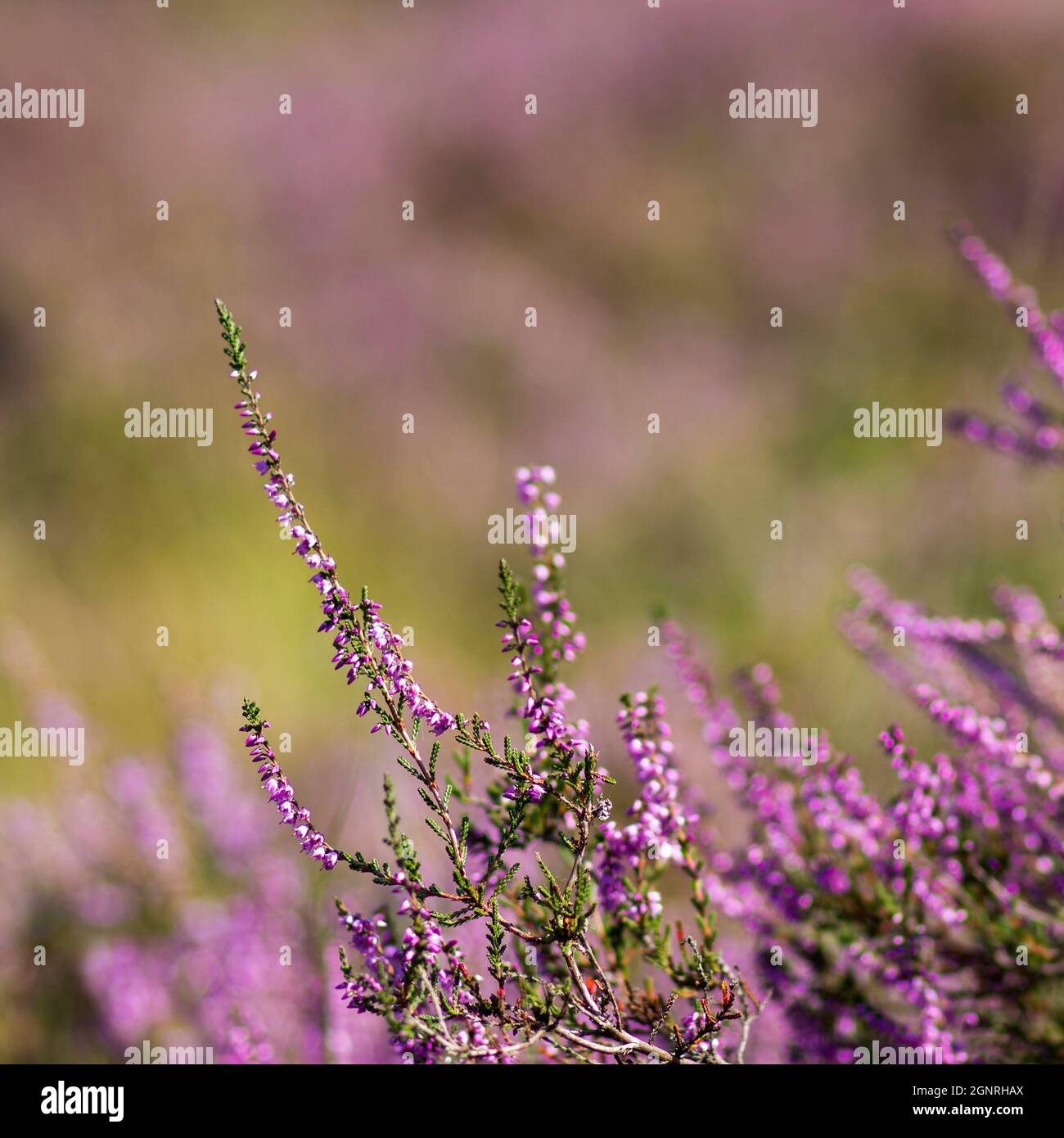 Blooming heather in National Park Maasduinen in the Netherlands Stock Photo