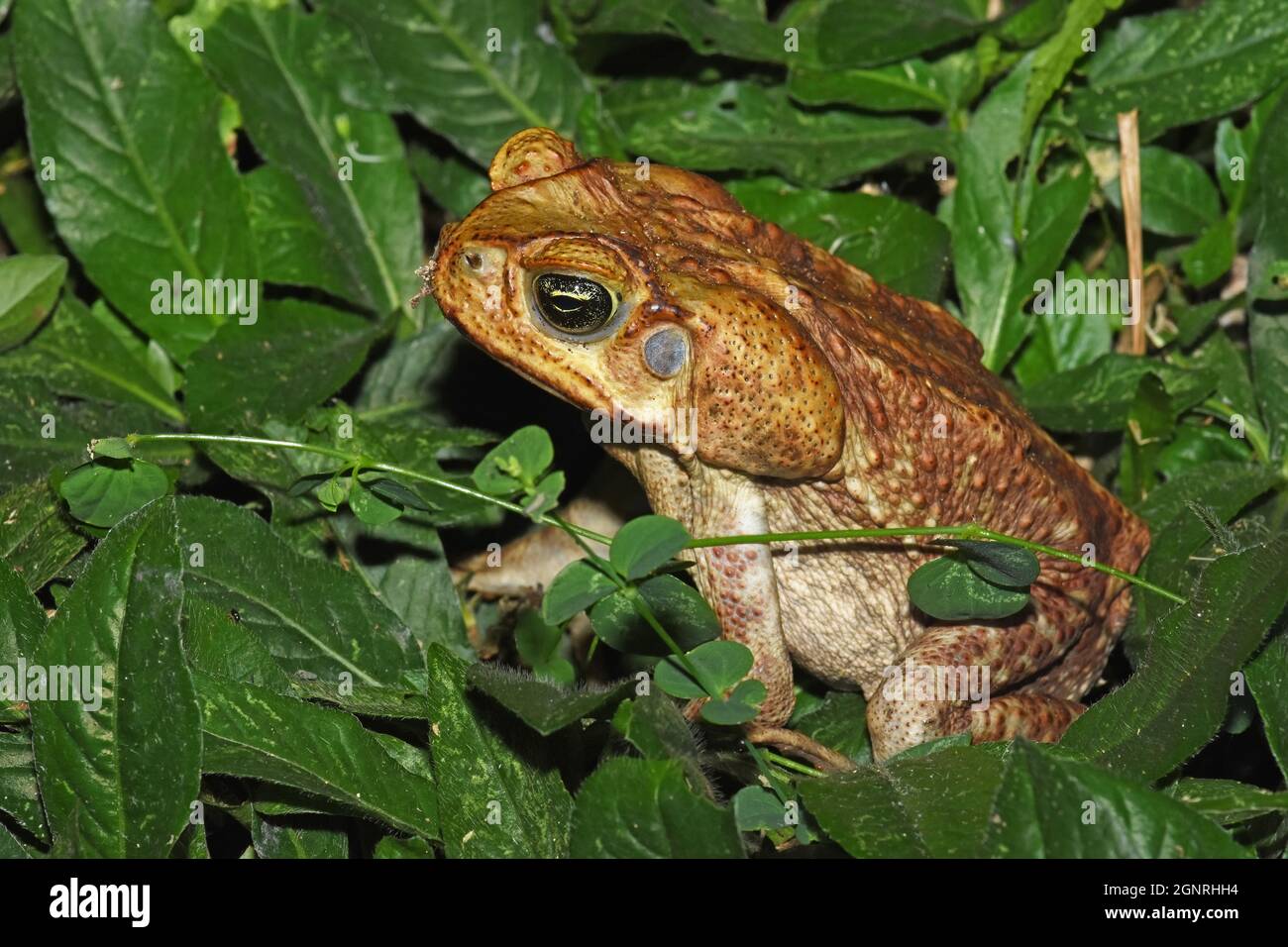 Toad head and eyes, Costa Rica Stock Photo Alamy