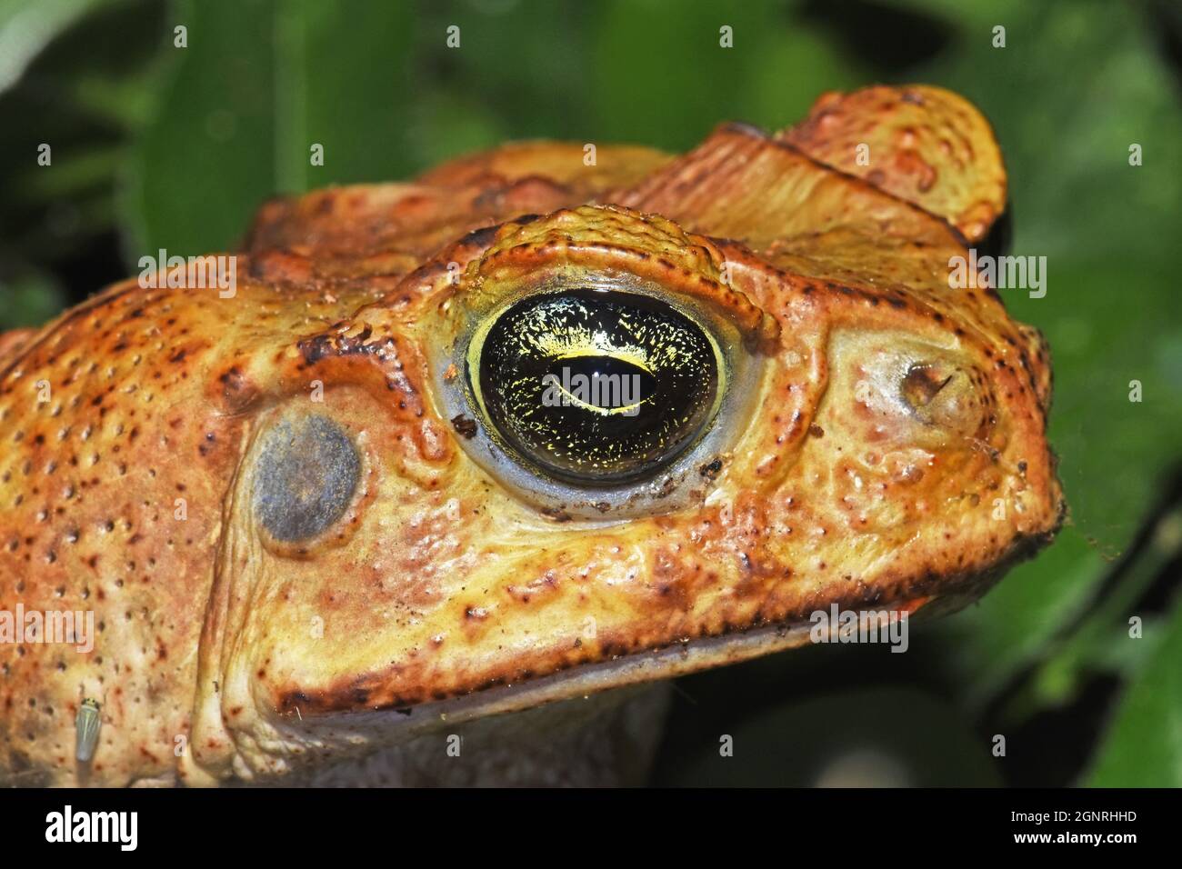 Toad head and eyes, Costa Rica Stock Photo Alamy