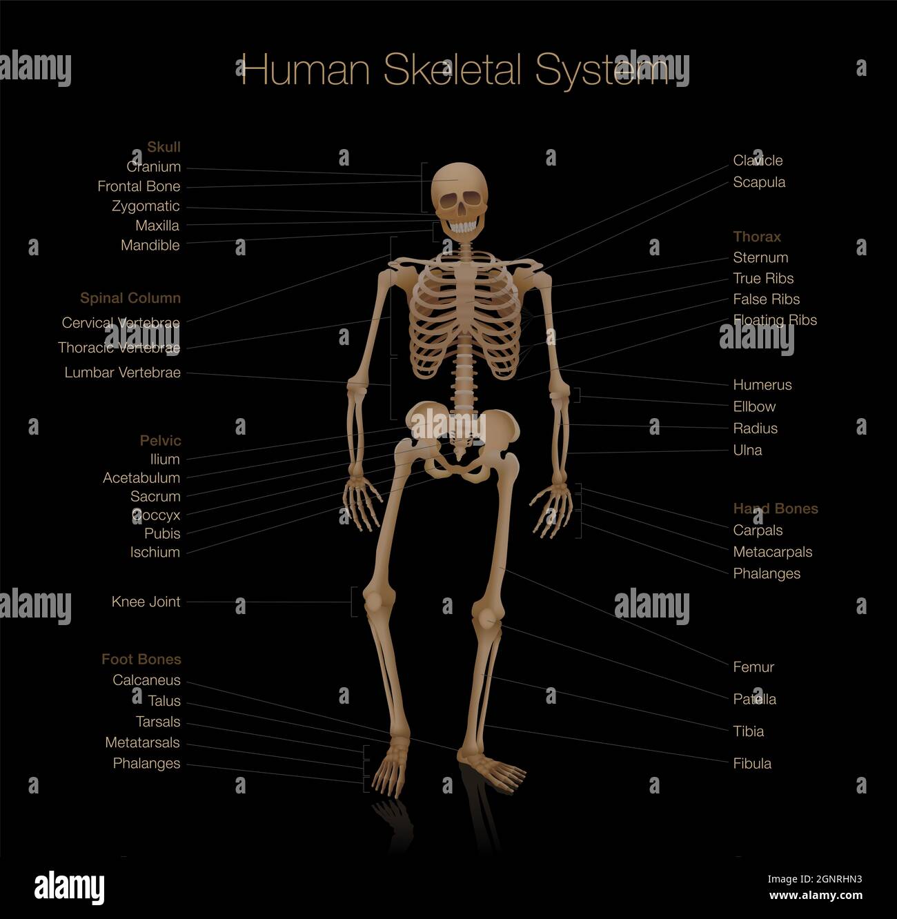 Skeleton anatomy - human skeletal system chart - labeled with most important bones like skull, spinal column, pelvic, thorax, ribs, sternum, hand. Stock Photo