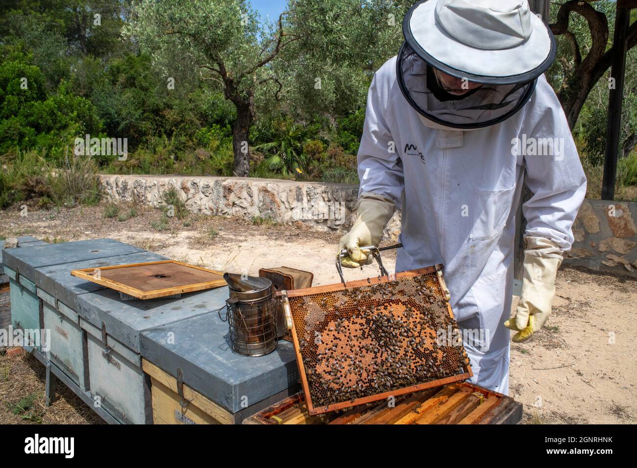 Beekeeper or honey farmer in Murià El Perelló, Tarragona Spain. Beekeepers and honey bees on the hive, Catalonia, Spain.  Six generations of beekeeper Stock Photo